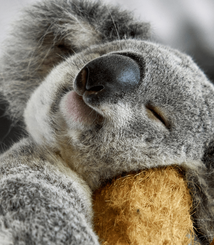 Koala Encounter