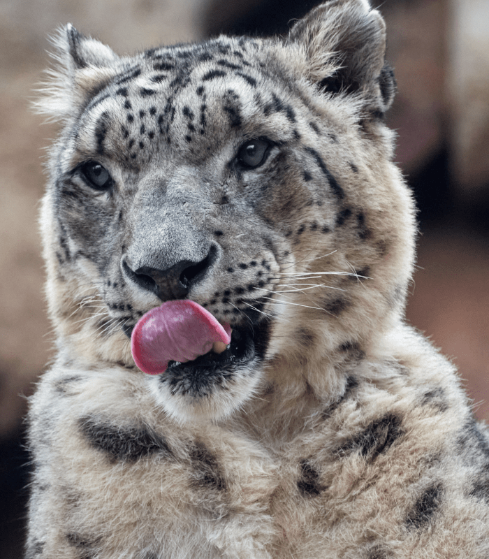 Snow Leopard Encounter