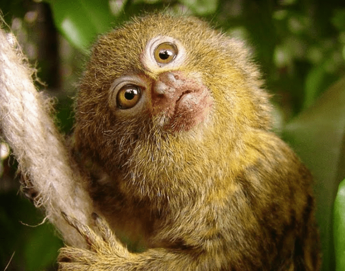 Pygmy Marmoset for Little Monkey Encounter