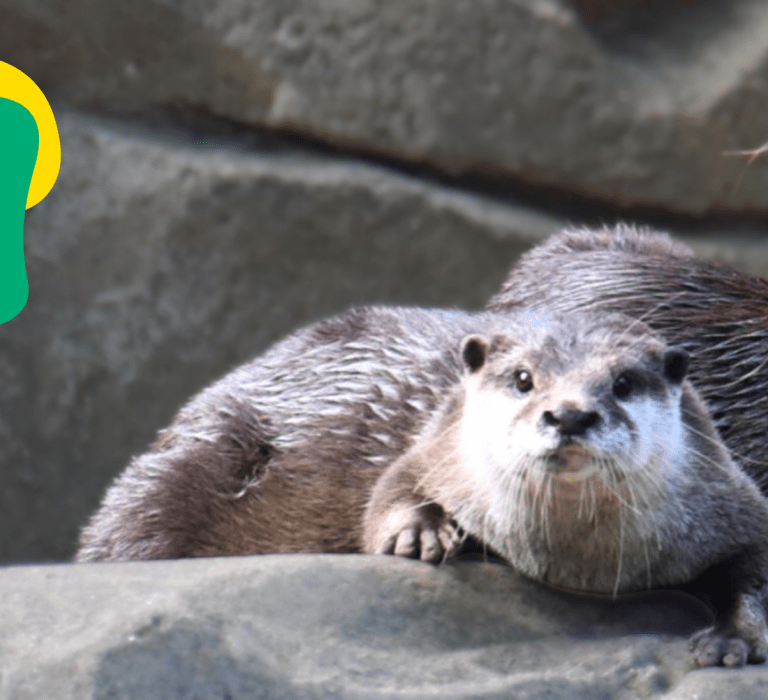 Asian Small Clawed Otters