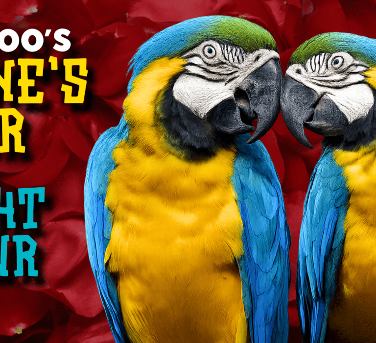 Valentines Day 2026 Header