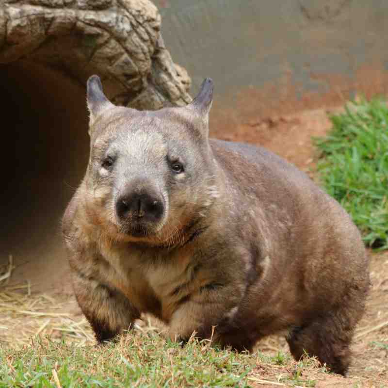Southern Hairy Nosed Wombat
