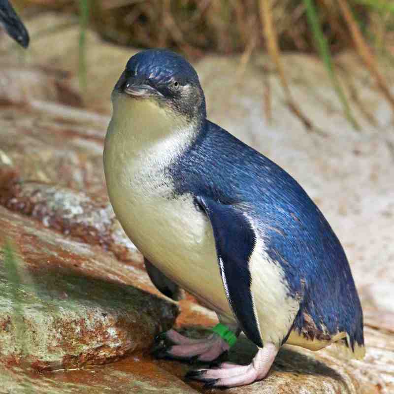 Penguin Awareness Day - 20th January 2020