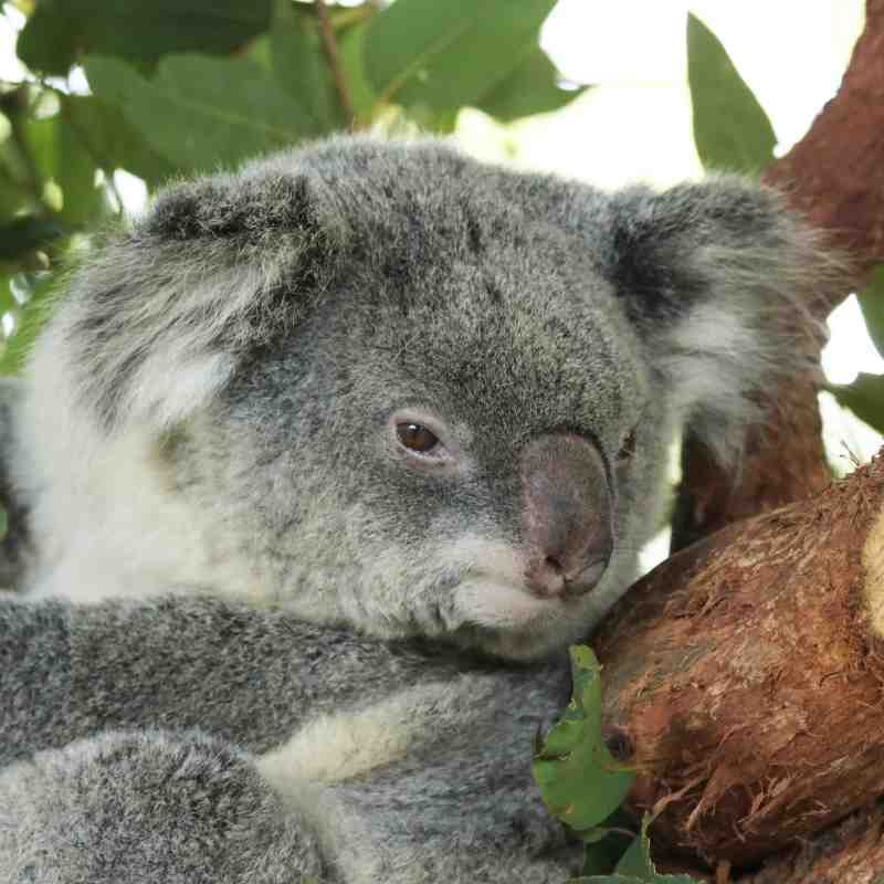 Adopt a koala from Billabong Zoo, Port Macquarie