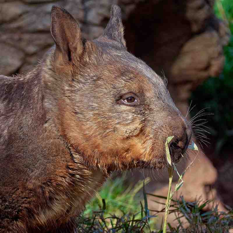 The Northern Hairy-Nosed Wombat at Billabong Zoo, Port Macquarie
